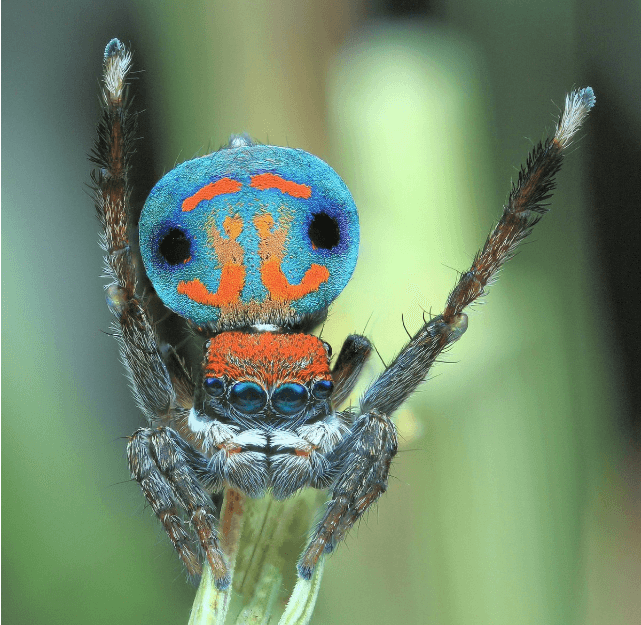 Créditos de imagen: twitter/Maratus_spider Créditos de imagen: twitter/Maratus_spider