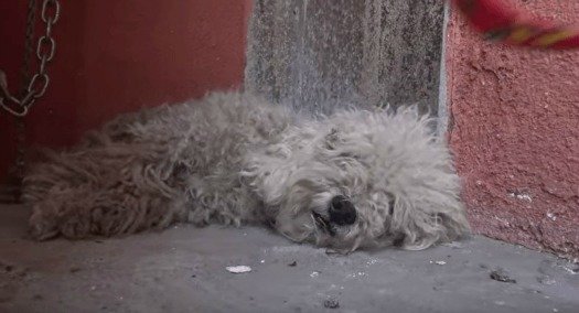 Image Credit: YouTube/Hope For Paws Image Credit: YouTube/Hope For Paws
