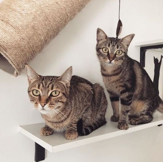 Crédito de imagen: Instagram/amomi.gato Crédito de imagen: Instagram/amomi.gato