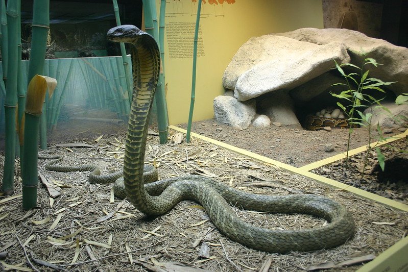 "King Cobra and Nest" / CC BY-SA 2.0 / Ryan Somma / flickr