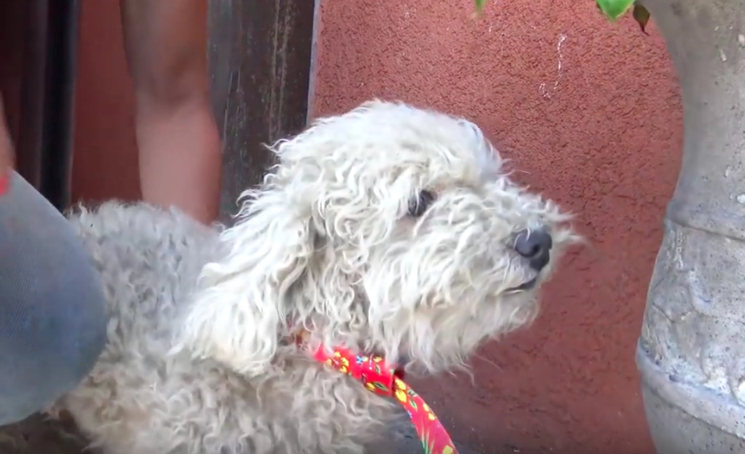 Image Credit: YouTube/Hope For Paws Image Credit: YouTube/Hope For Paws