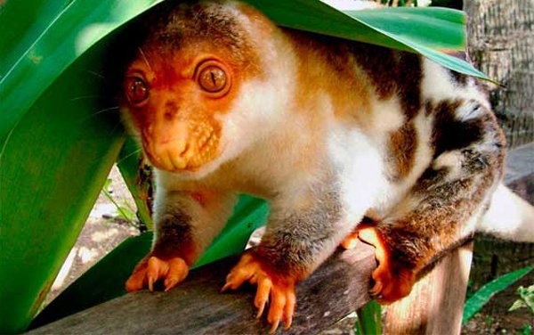 Image Credit: Adlaya's Animals Image Credit: Adlaya's Animals