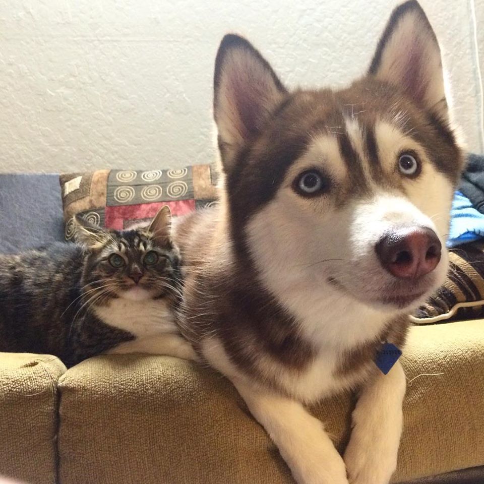 Image Credit: Facebook/Lilo The Husky Image Credit: Facebook/Lilo The Husky