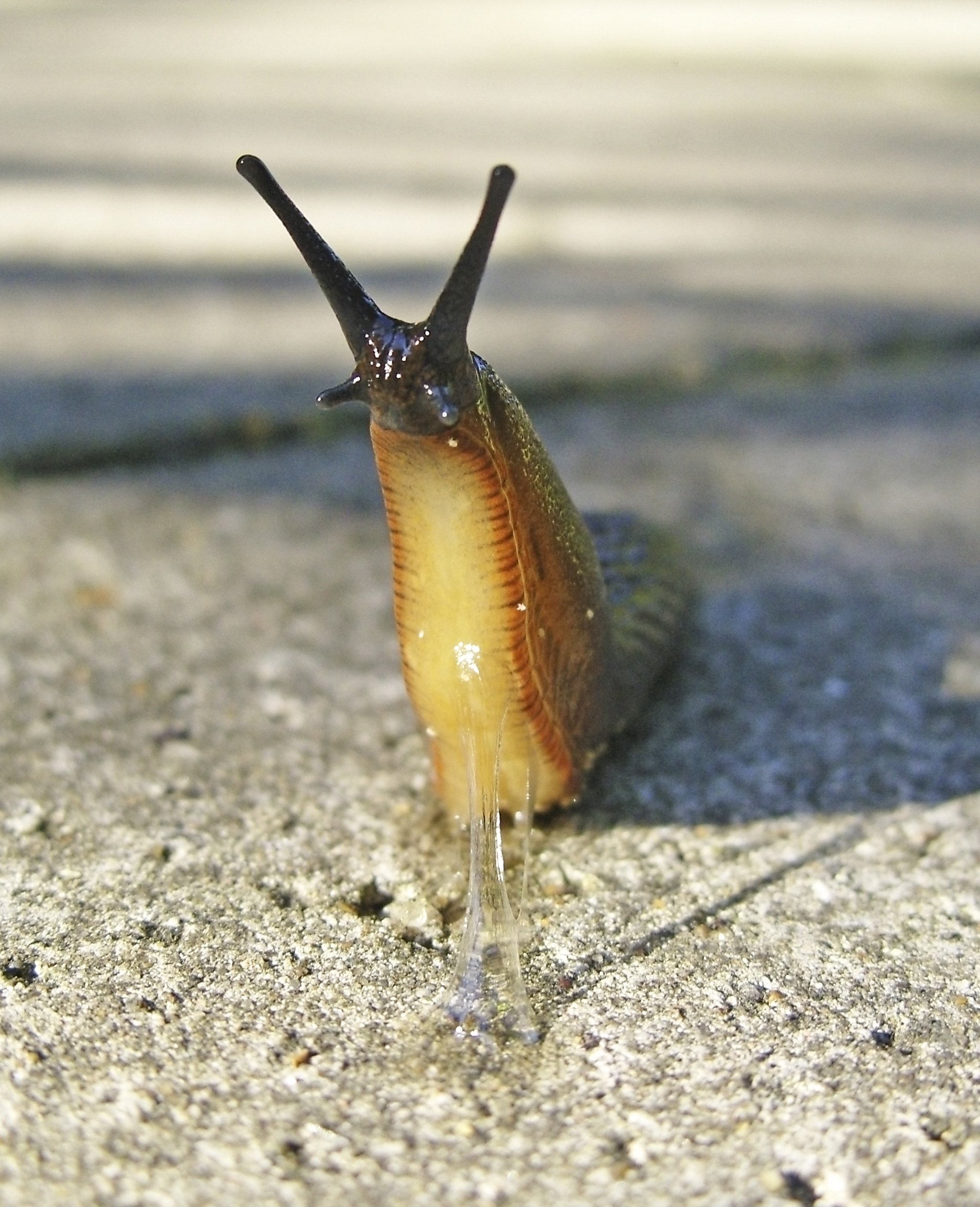 Fascinating And Strange Animal Facts