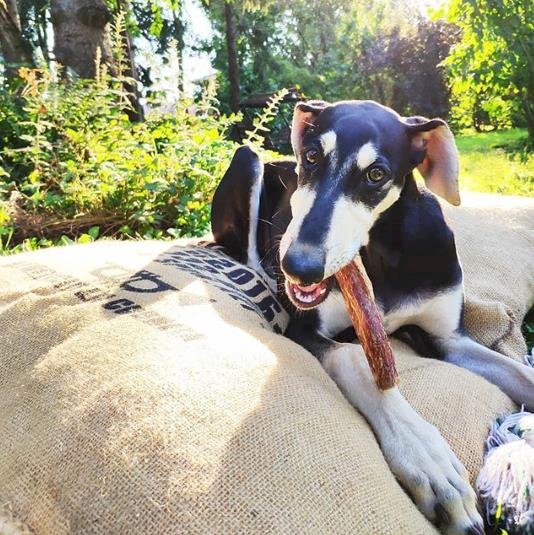 Créditos de imagen: Instagram/casimir_runs Créditos de imagen: Instagram/casimir_runs