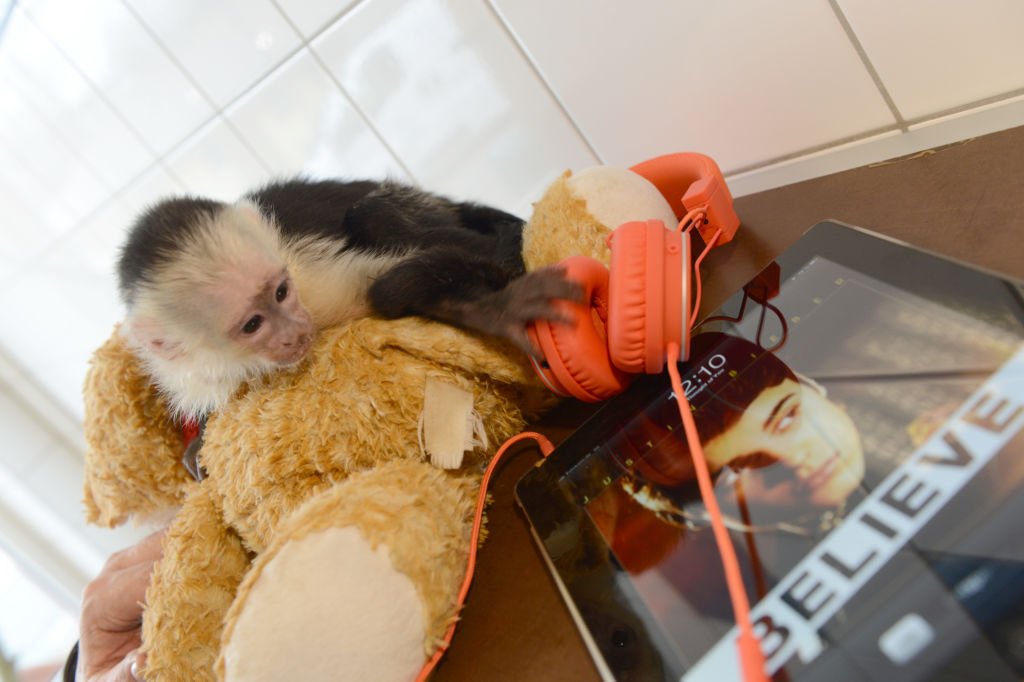 Image Credit: Getty Images / The monkey Mally of Canadian singer Justin Bieber in a animal shelter in Munich, Germany, 02 April 2013. Image Credit: Getty Images / The monkey Mally of Canadian singer Justin Bieber in a animal shelter in Munich, Germany, 02 April 2013.
