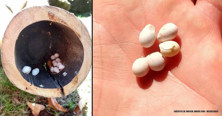 Hombre halla pequeños huevos extraños dentro de un tronco y comienzan a abrirse de inmediato