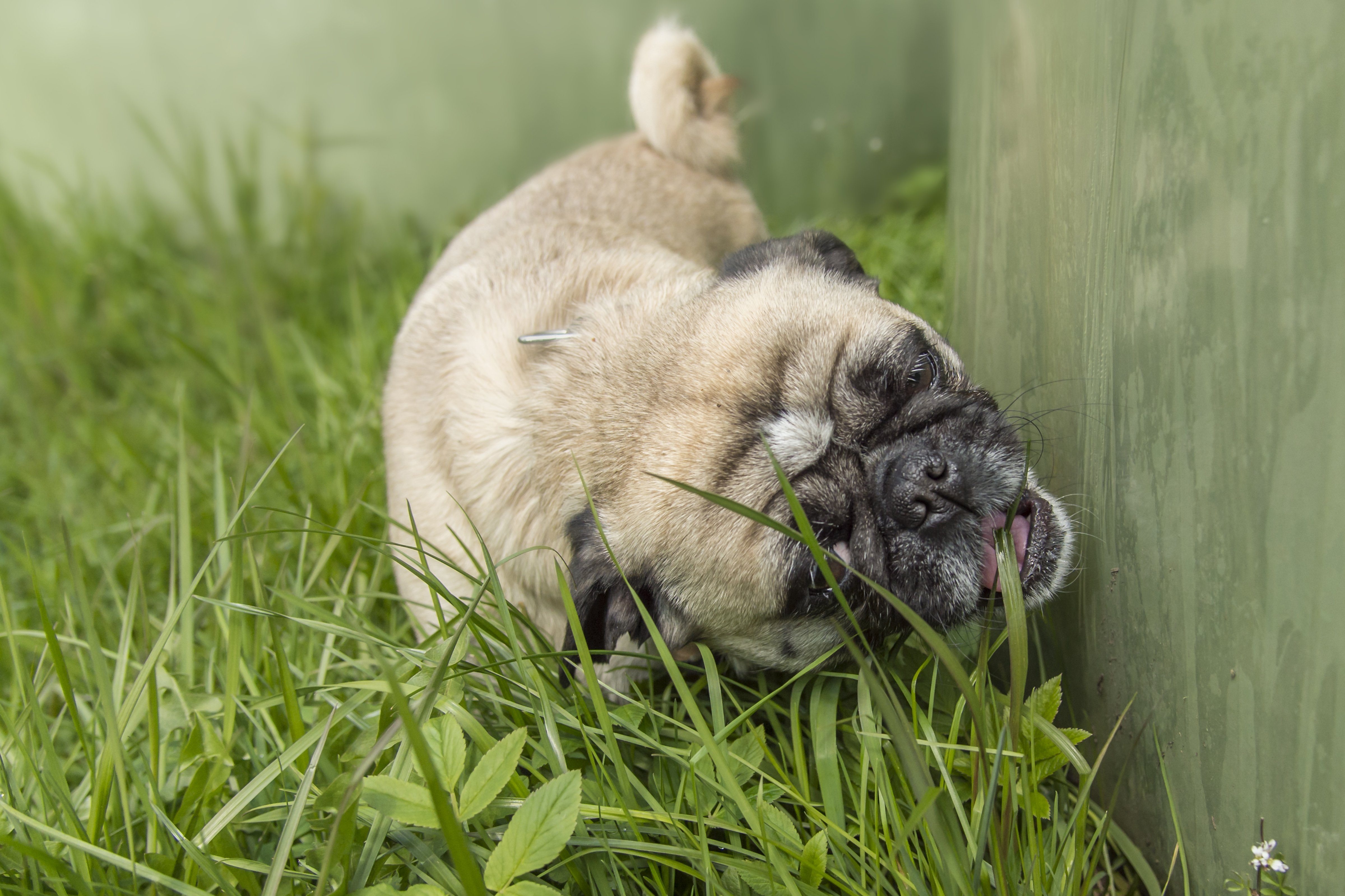 Kleiner Mops frisst Gras | Quelle: Shutterstock