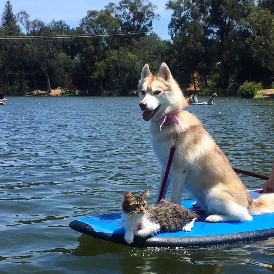 Image Credit: Facebook/Lilo The Husky Image Credit: Facebook/Lilo The Husky