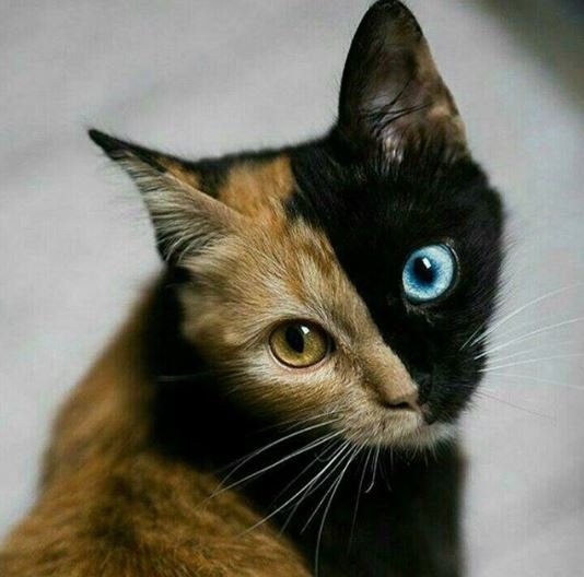 Crédito de imagen: Instagram/sladkaya_koschka Crédito de imagen: Instagram/sladkaya_koschka