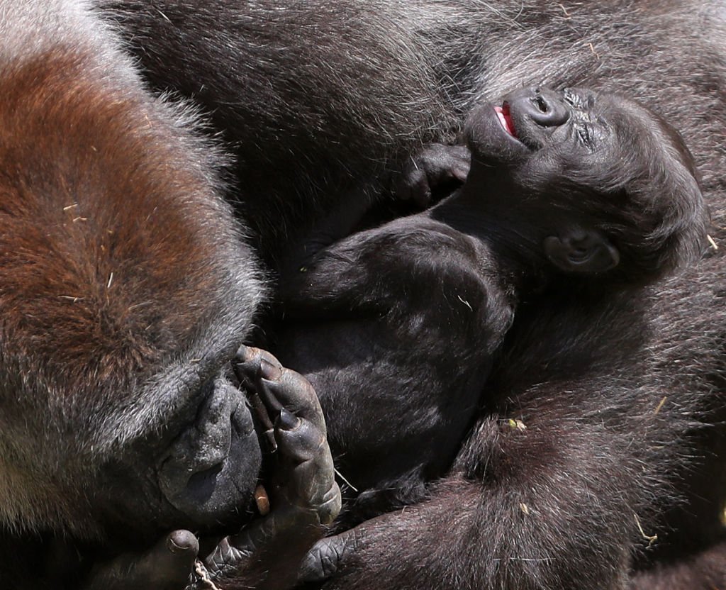Image Credit: Getty Images/PA Images/Gareth Fuller Image Credit: Getty Images/PA Images/Gareth Fuller