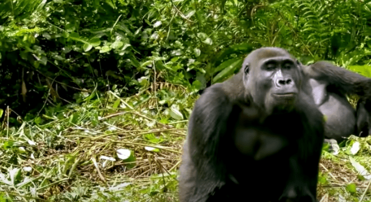 Image Credit: YouTube/Aspinall Foundation Image Credit: YouTube/Aspinall Foundation
