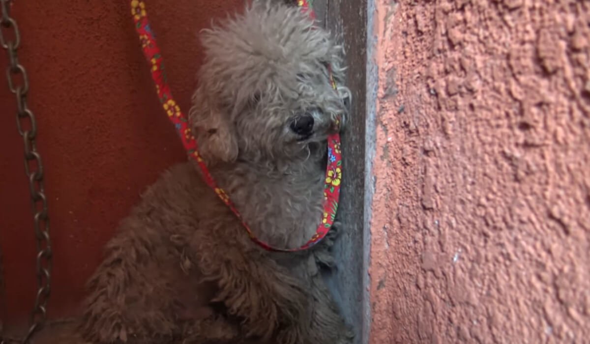 Image Credit: YouTube/Hope For Paws Image Credit: YouTube/Hope For Paws