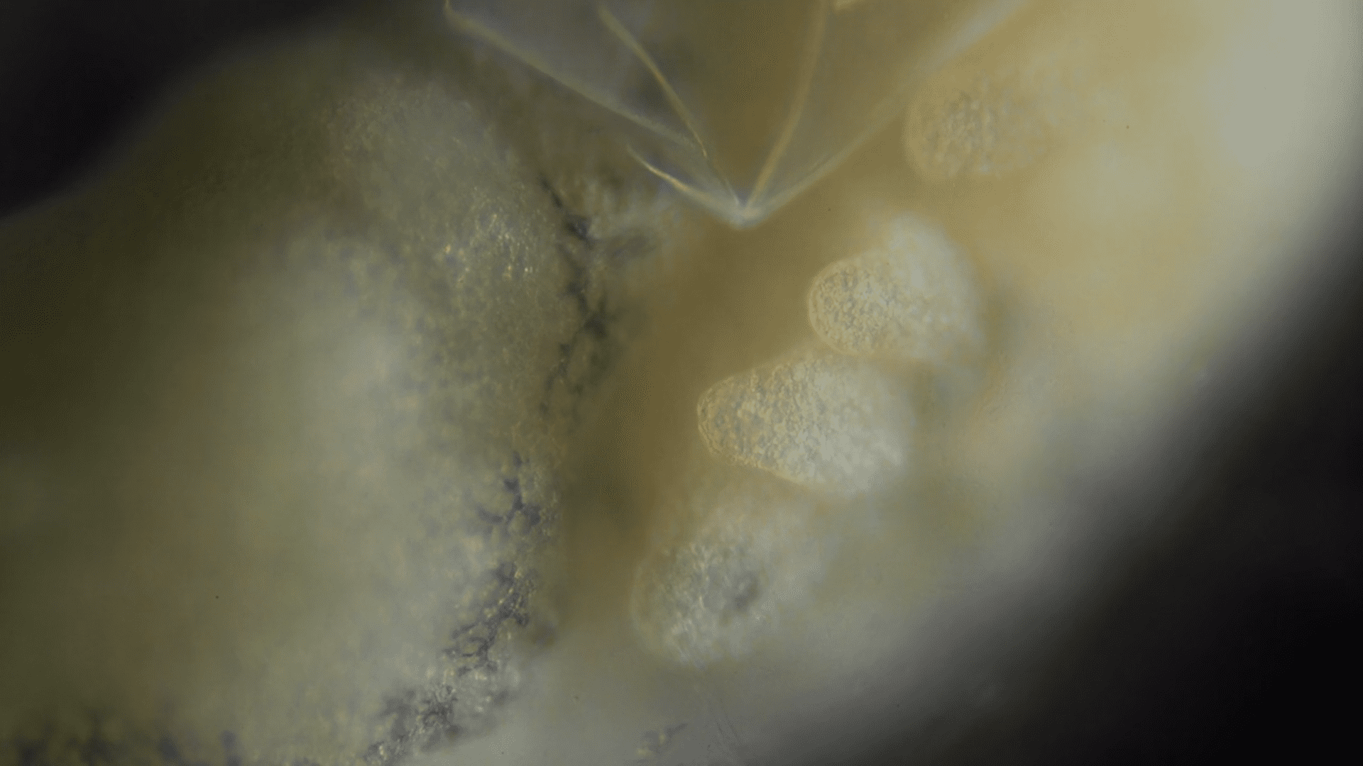 Image Credit: Vimeo/Jan van IJken Image Credit: Vimeo/Jan van IJken