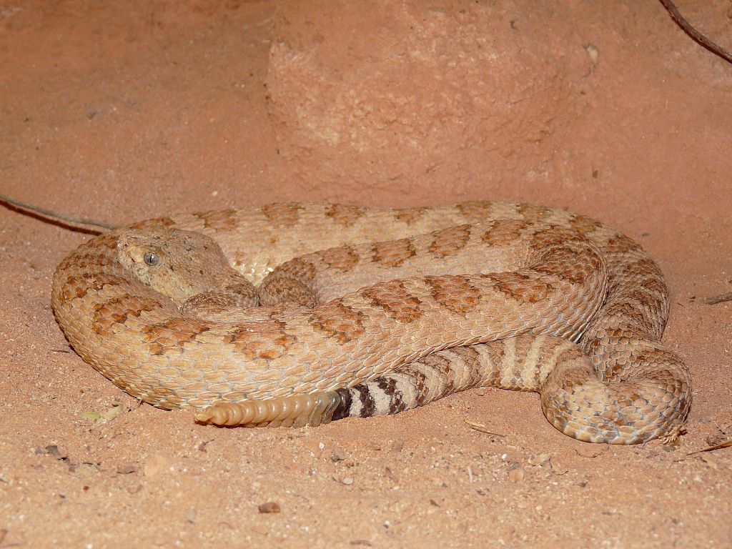 Image Credit: Wikimedia Commons/Fishpotamus Image Credit: Wikimedia Commons/Fishpotamus