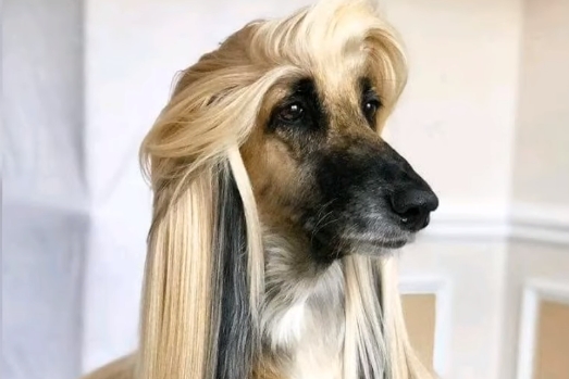 Funny Dog Hairstyles