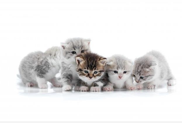 Créditos de imagen: Freepik Créditos de imagen: Freepik
