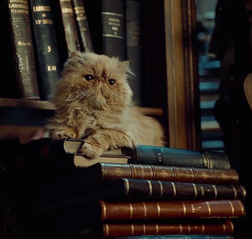 Image Credits: Pinterest/We Heart It - Warner Bros Pictures/Harry Potter Saga