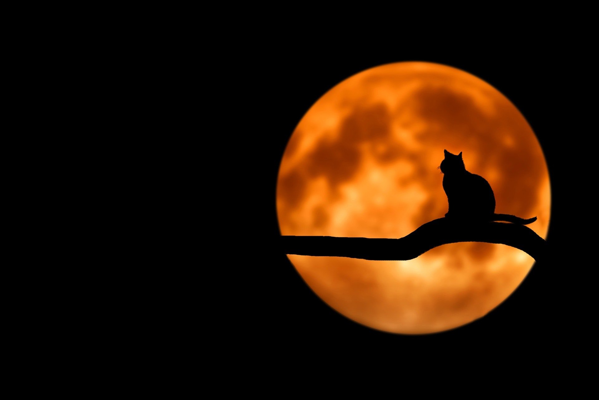 A cat in the moonlight | Pexels