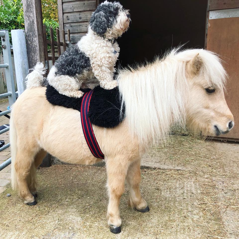 Image Credit: Facebook/Teddy The Shetland