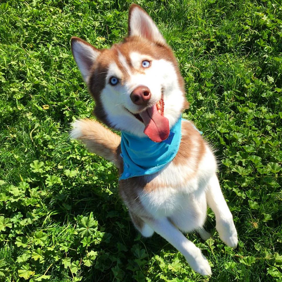 Image Credit: Facebook/Lilo The Husky Image Credit: Facebook/Lilo The Husky
