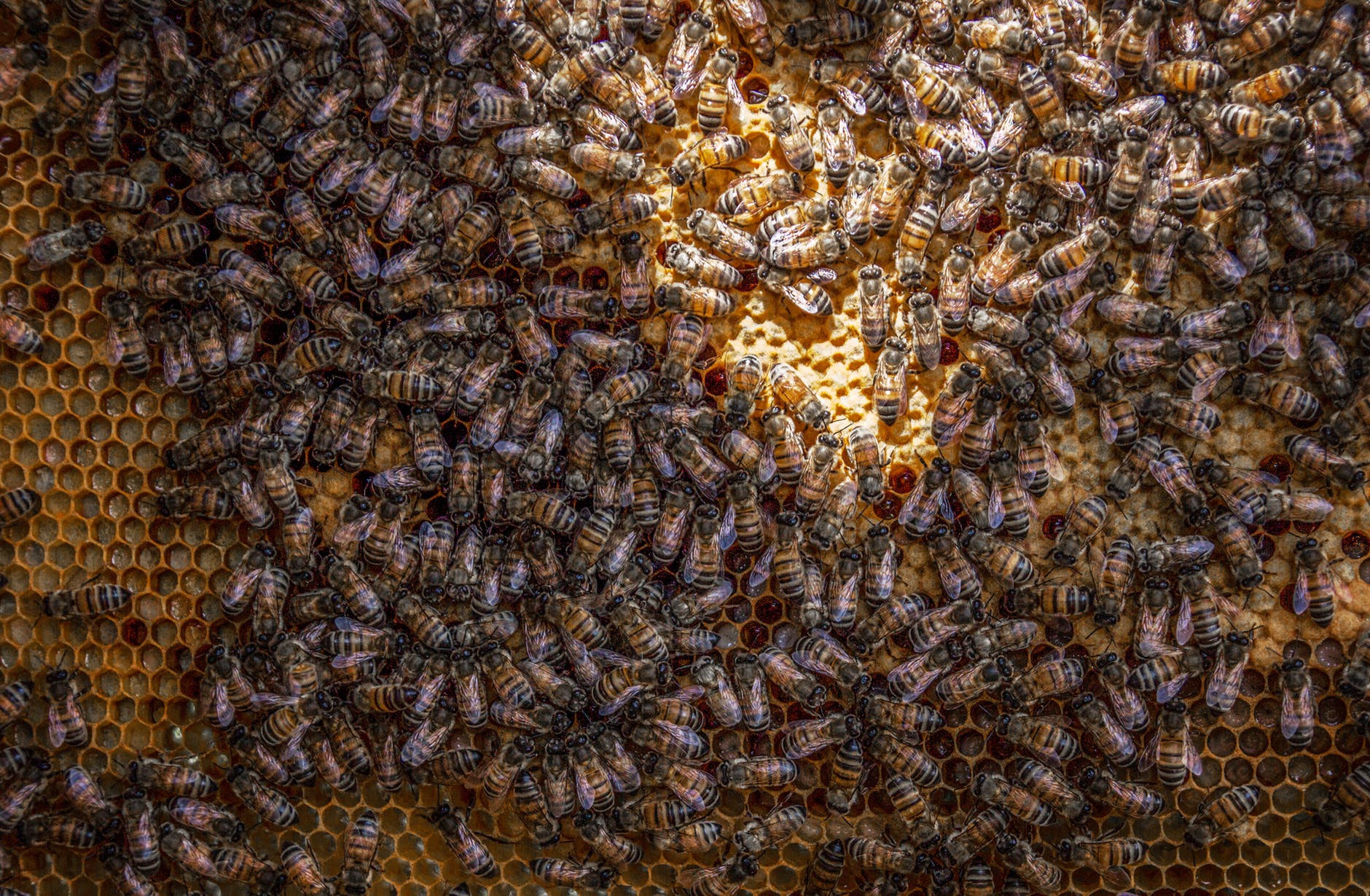 Image Credits: Pexels