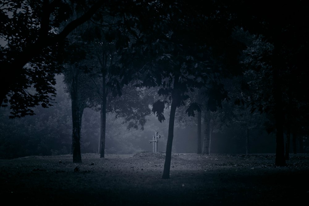 A creepy forest | Shutterstock