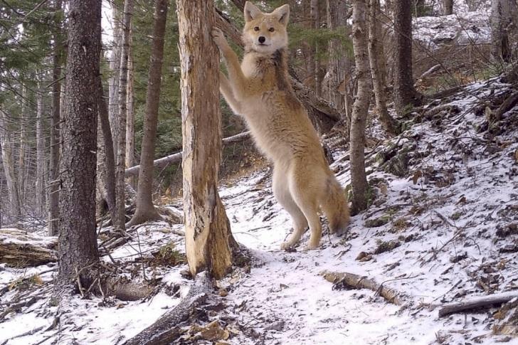 Astonishing Pictures Captured By Trail Cameras