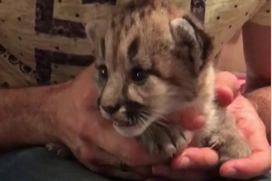 Couple Adopts Pet Cat, But It Grows Bigger & Bigger & They Realize Why