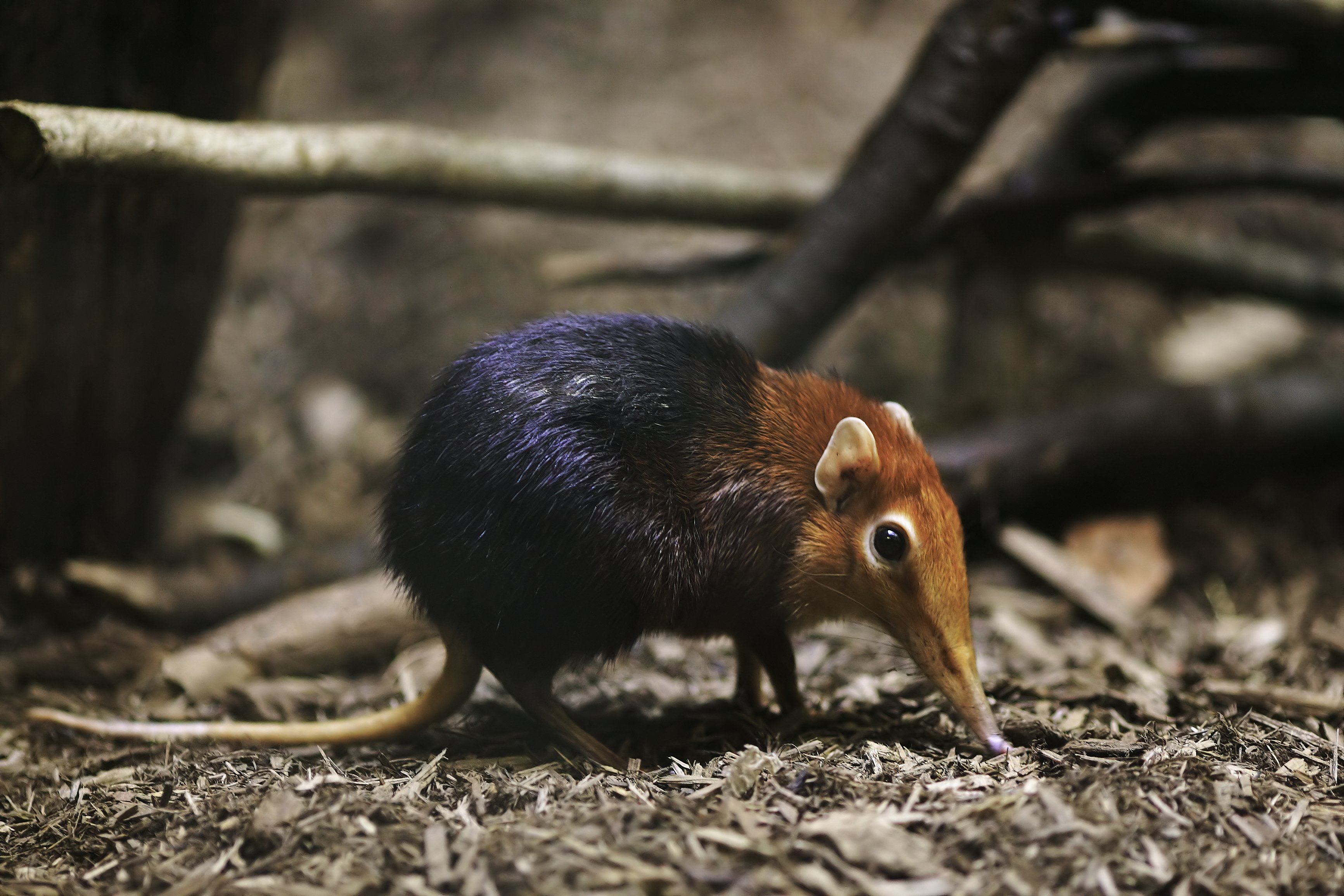 Image Source: Wikimedia Commons/Joey Makalintal (CC BY 2.0)