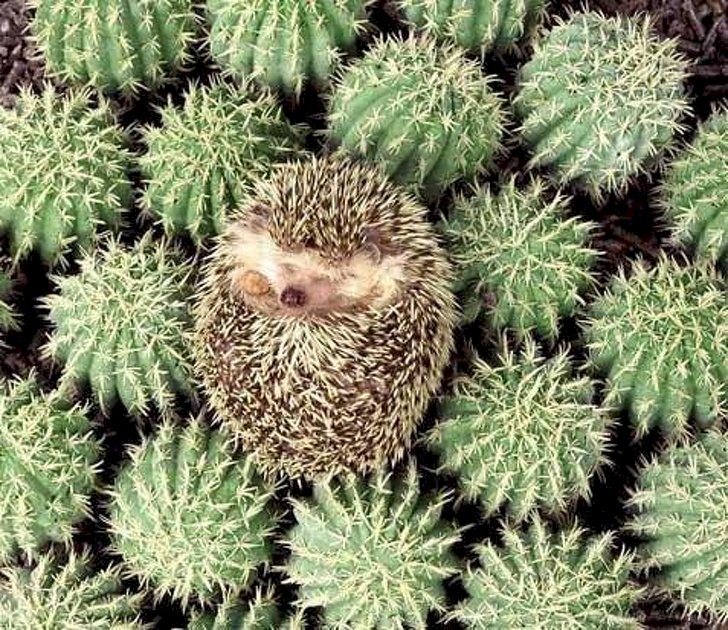 Créditos de imagen: Imgur/alkynesofthings Créditos de imagen: Imgur/alkynesofthings