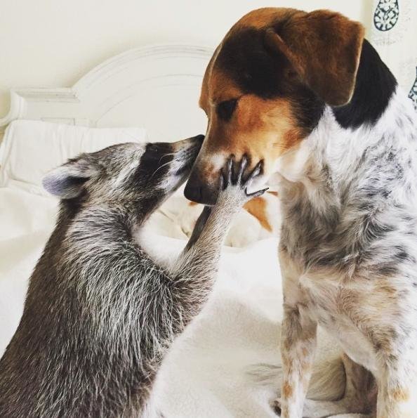 Image Credit: Instagram/pumpkintheraccoon
