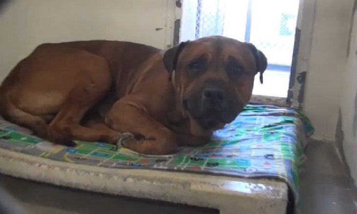 Crédito de imagen: Facebook/Saving Carson Shelter Dogs Crédito de imagen: Facebook/Saving Carson Shelter Dogs