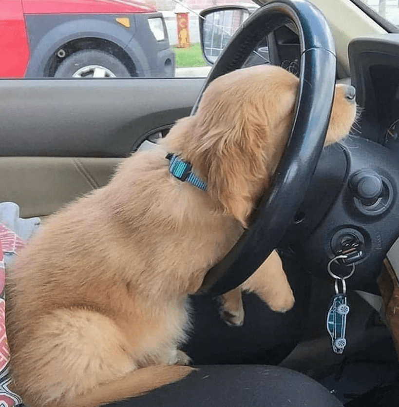 Image Credit: Instagram/doggy.lovings Image Credit: Instagram/doggy.lovings