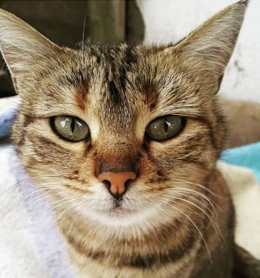 Crédito de imagen: Instagram/thekittyofchaos Crédito de imagen: Instagram/thekittyofchaos