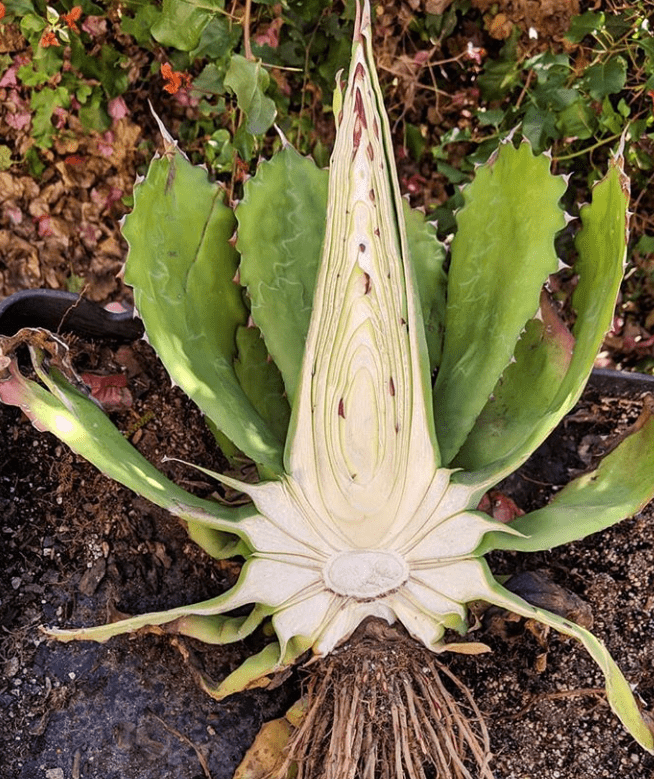 Image Credit: Instagram/agaves.of.california Image Credit: Instagram/agaves.of.california