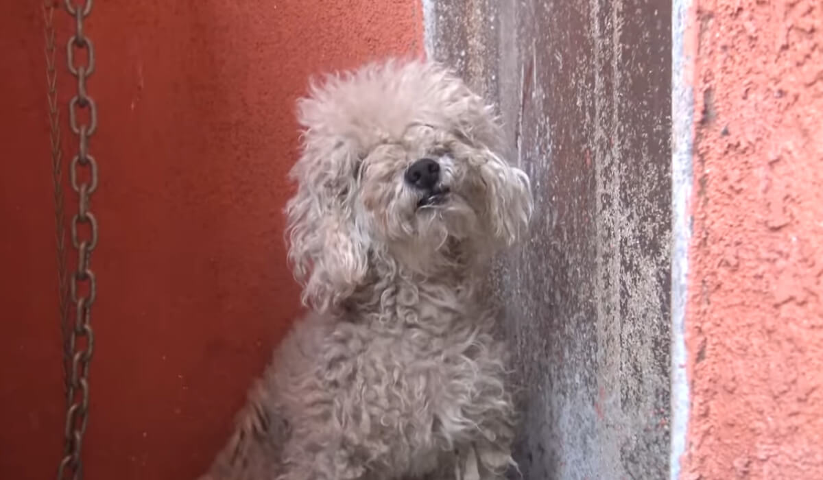 Image Credit: YouTube/Hope For Paws Image Credit: YouTube/Hope For Paws