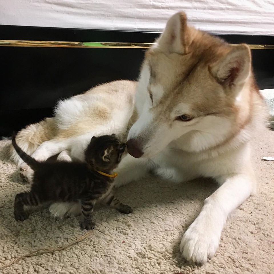 Image Credit: Facebook/Lilo The Husky Image Credit: Facebook/Lilo The Husky