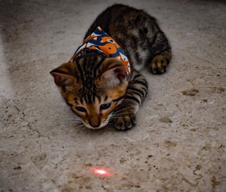Crédito de imagen: Instagram/bengalcat_toby Crédito de imagen: Instagram/bengalcat_toby