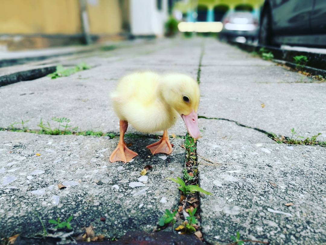 Image Credits: Instagram/daily_daisy_duck Image Credits: Instagram/daily_daisy_duck