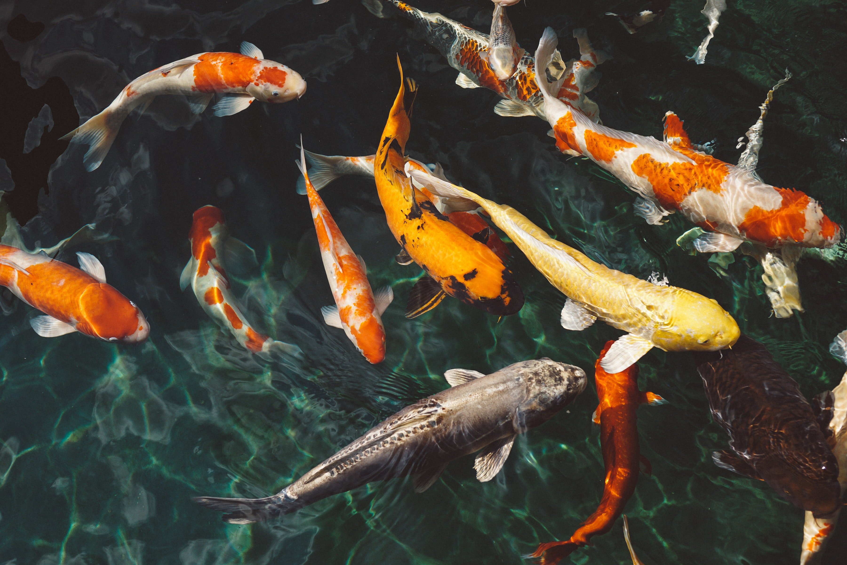 Image Credit: Pexels / Fox Image Credit: Pexels / Fox