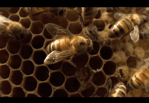 Image Credit: YouTube / PBS