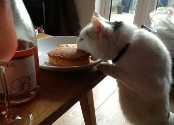Crédito de imagen: Twitter/ThomasCakecat Crédito de imagen: Twitter/ThomasCakecat