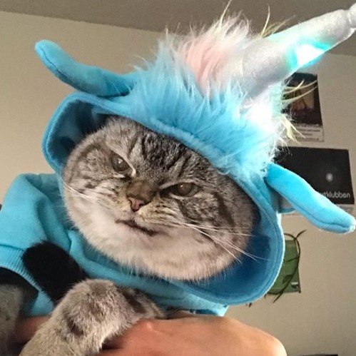 Image Credits: Reddit/loki_kitteh Image Credits: Reddit/loki_kitteh