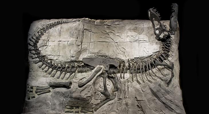 Image Credit: Royal Tyrrell Museum/For illustrative purposes Image Credit: Royal Tyrrell Museum/For illustrative purposes
