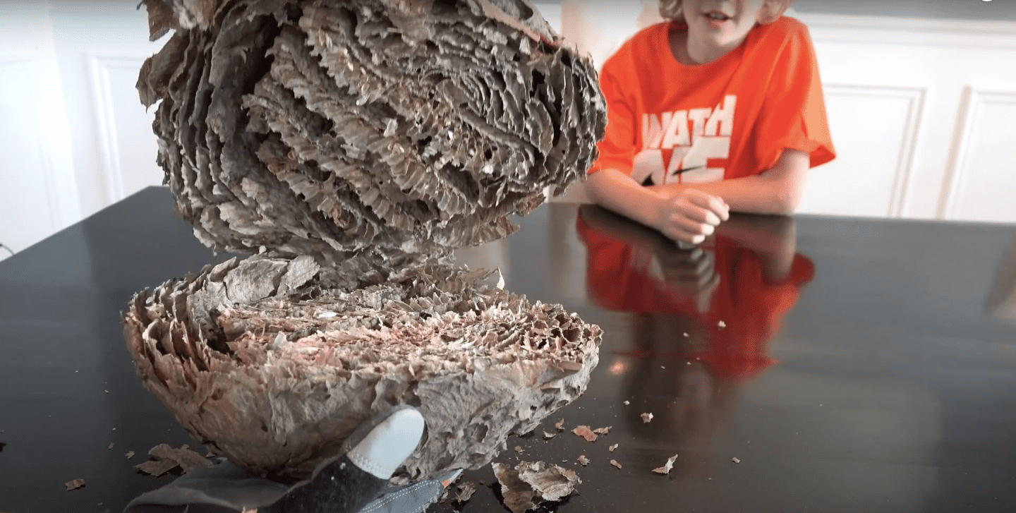 Image Credit: YouTube/What's Inside? Image Credit: YouTube/What's Inside?
