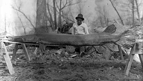 Unidentified man with alligator gar, 1910. Image Source: YouTube/Evansville Unidentified man with alligator gar, 1910. Image Source: YouTube/Evansville