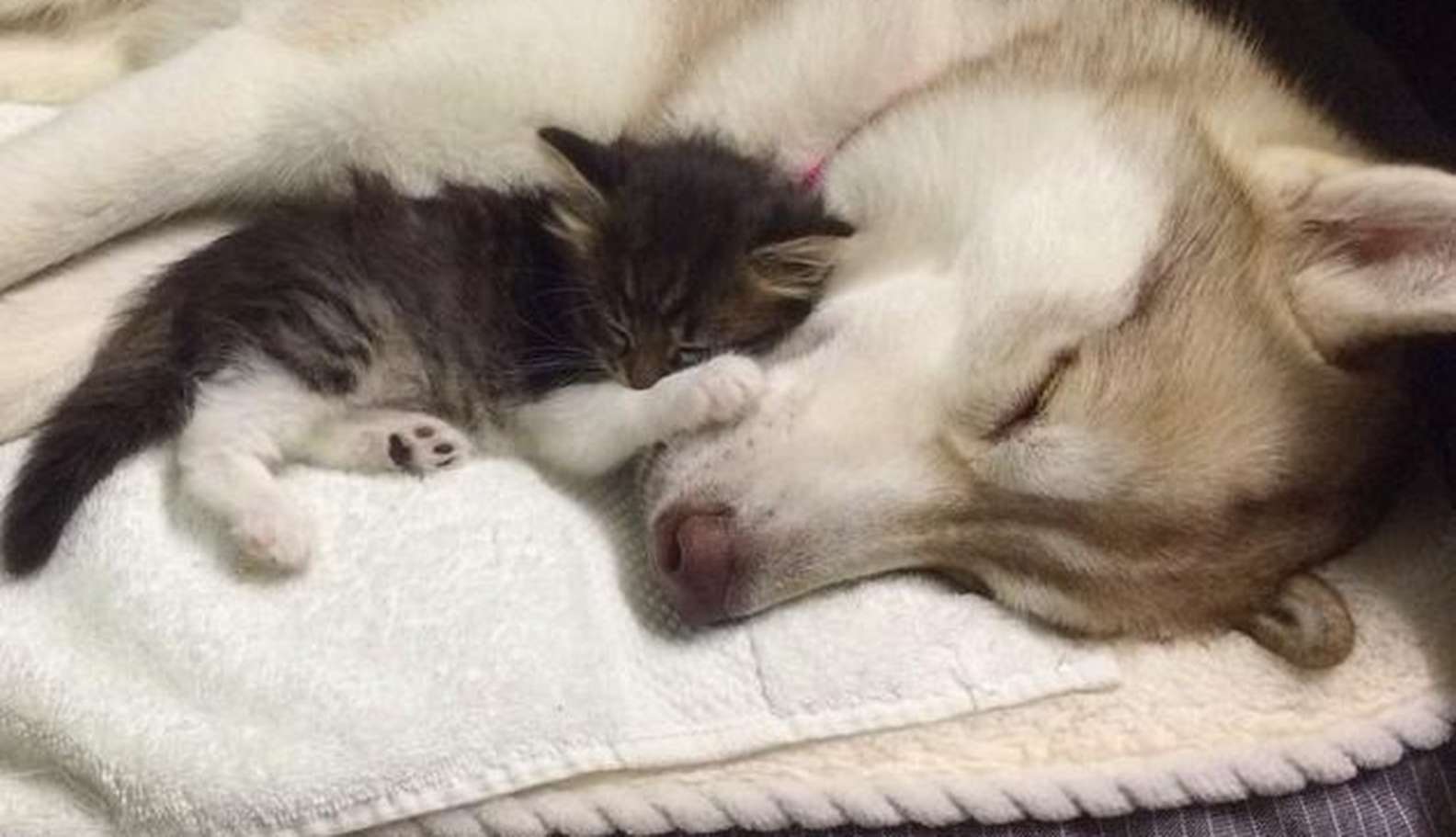 Image Credit: Facebook/Lilo The Husky Image Credit: Facebook/Lilo The Husky
