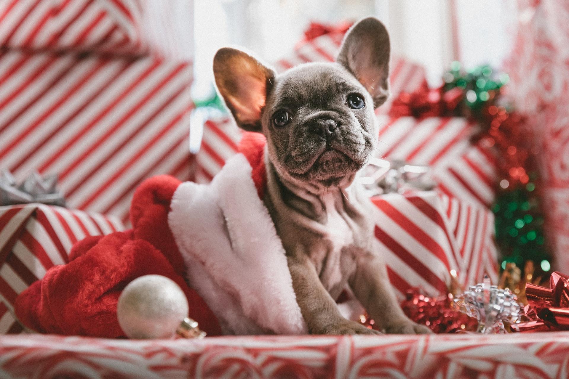 Dog and Cat Owners Can Survive Autumn and Winter With These Clever Hacks