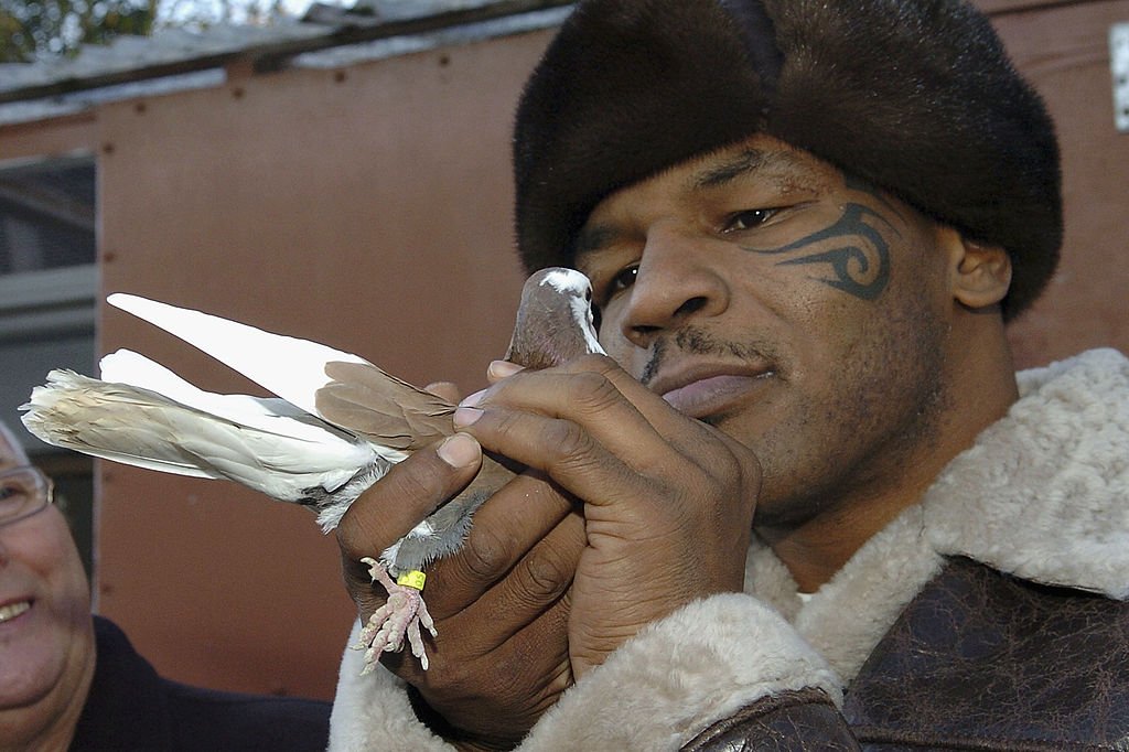 Image Credit: Getty Images / Former Heavyweight Champion boxer Mike Tyson with his pigeons. Image Credit: Getty Images / Former Heavyweight Champion boxer Mike Tyson with his pigeons.
